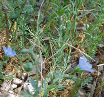 Image of meadow flax