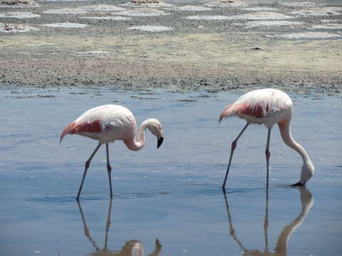 Imagem de Phoenicopterus chilensis Molina 1782