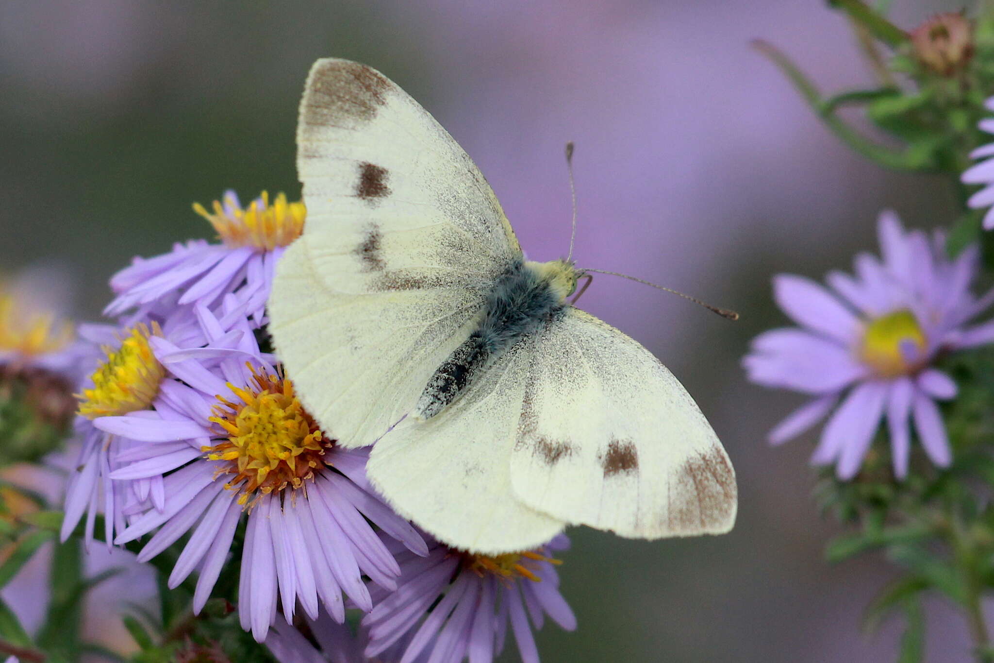 Image of Southern Small White