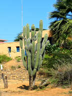 Cereus repandus (L.) Mill. resmi