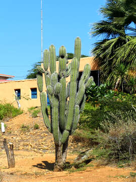 Cereus repandus (L.) Mill. resmi