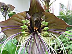 Image of black bat flower