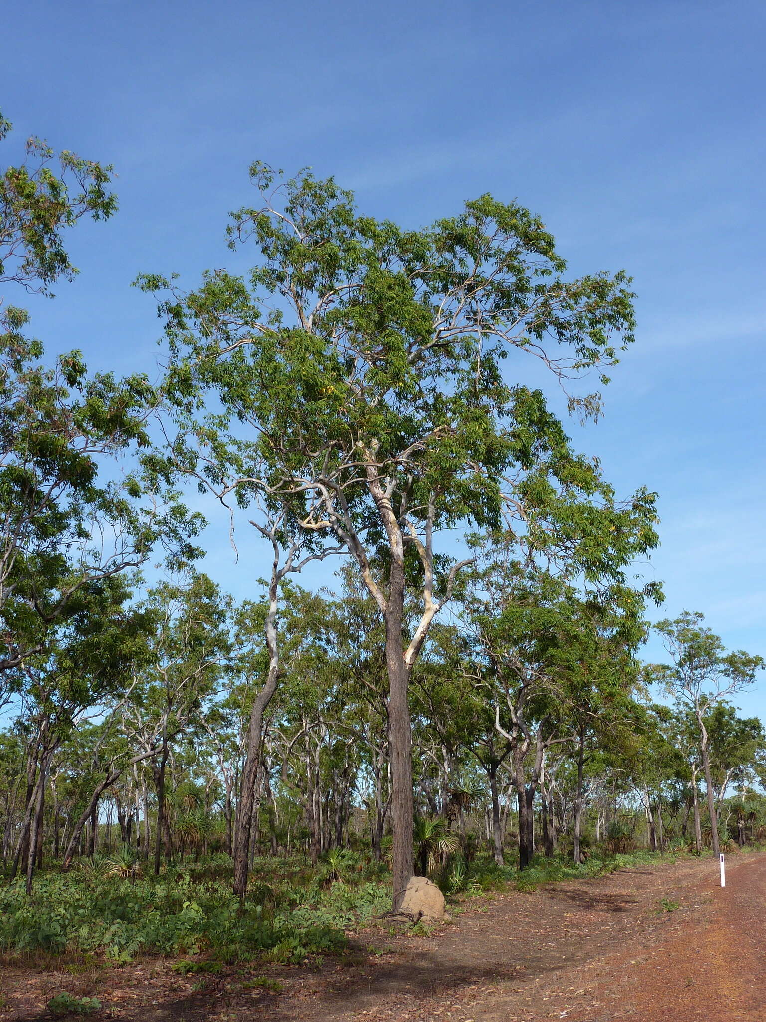 Image of Eucalyptus miniata A. Cunn. ex Schau.