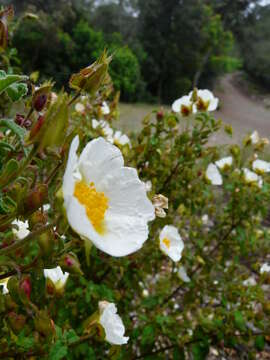 Image of salvia cistus