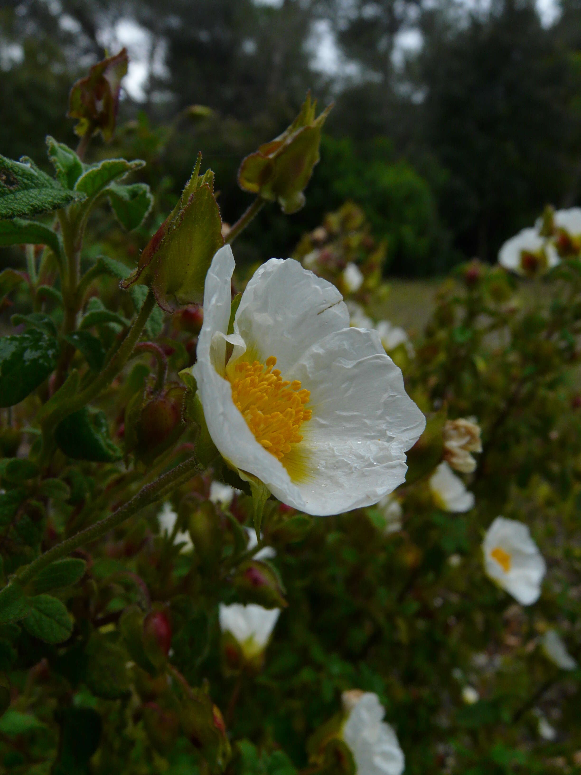 Imagem de Cistus salviifolius L.