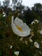 Image of salvia cistus