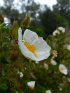 Image of salvia cistus