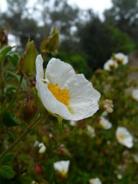 Image of salvia cistus