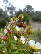 Image of salvia cistus