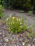 Image of salvia cistus