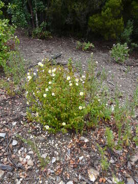 Image of salvia cistus