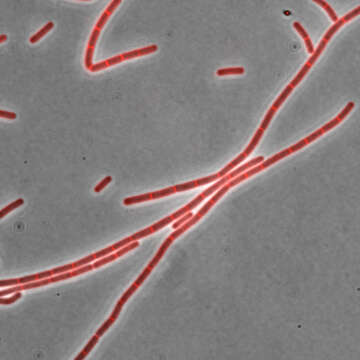 Image of Bacillus subtilis