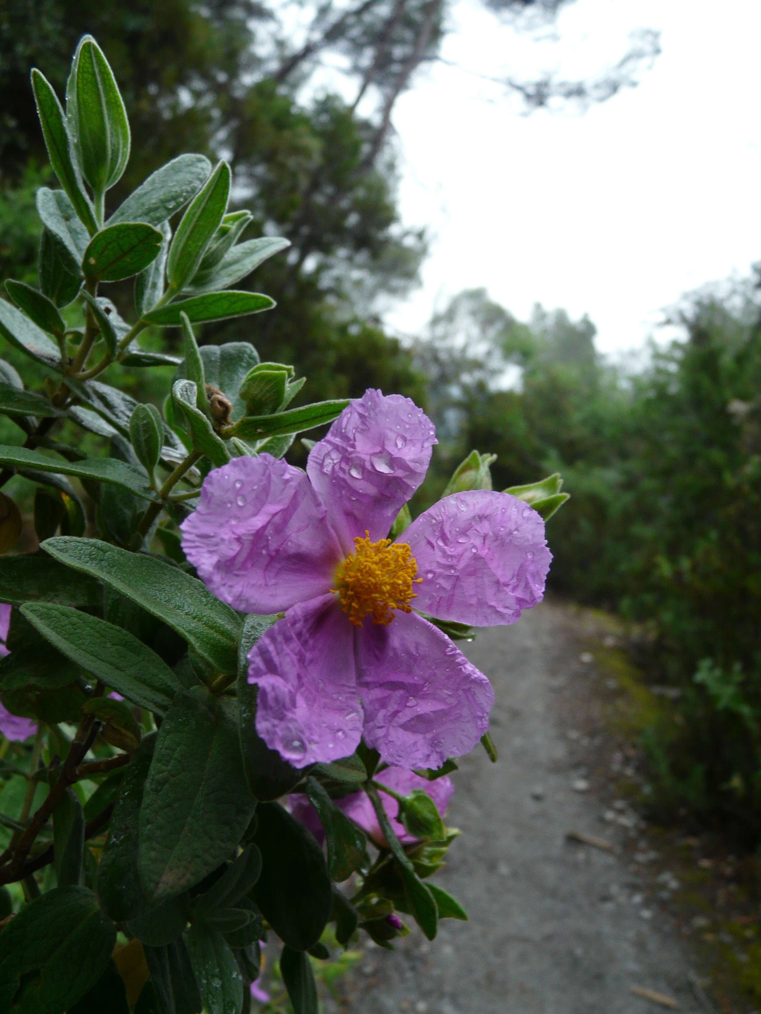 Imagem de Cistus albidus L.