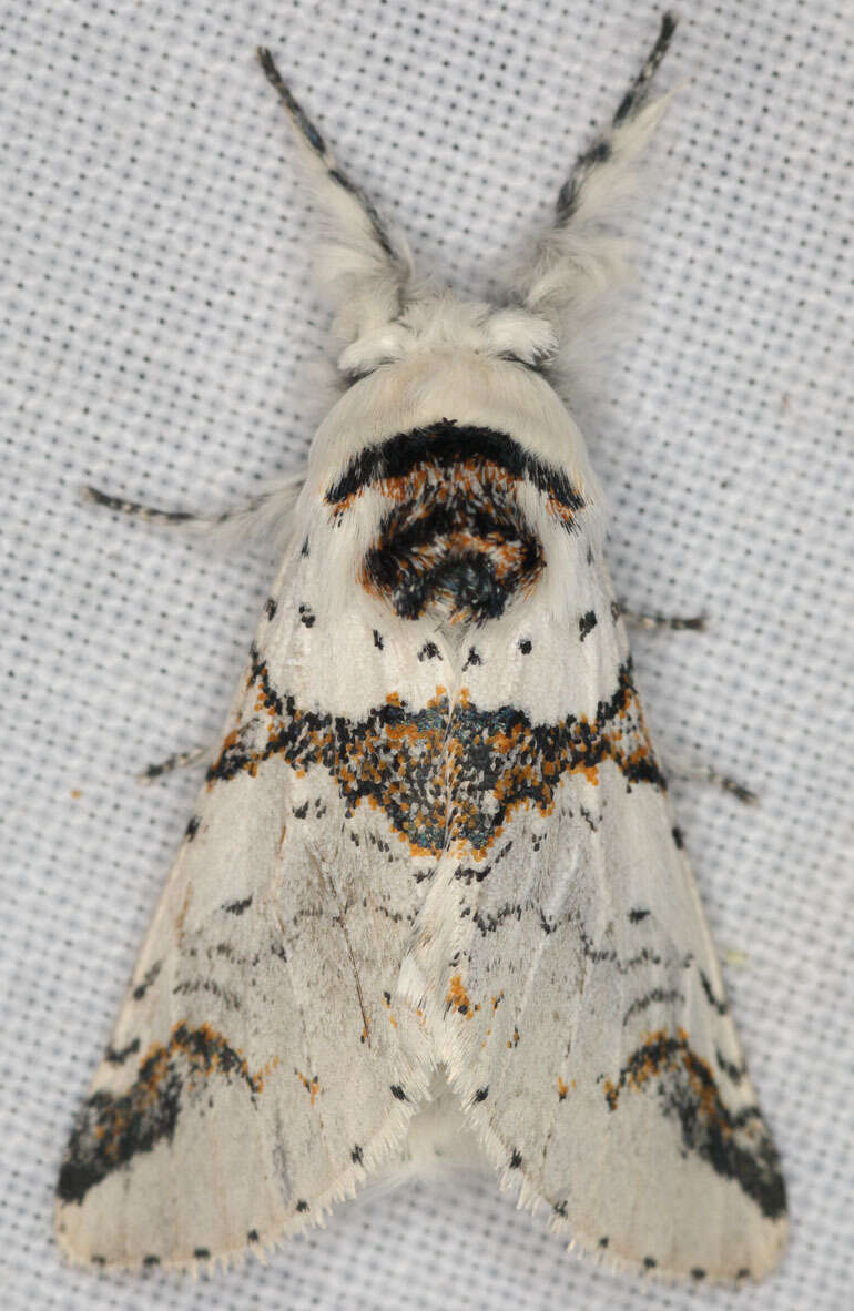 Image of Poplar Kitten