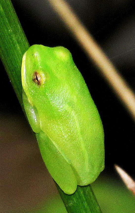 Image of Water Lily Frog