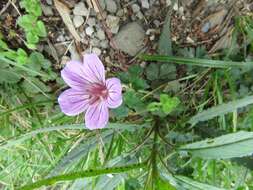 Image of Geranium hayatanum Ohwi