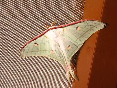 Image of Indian Luna Moth