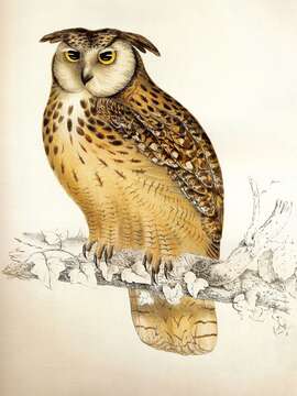 Image of Indian Eagle-Owl