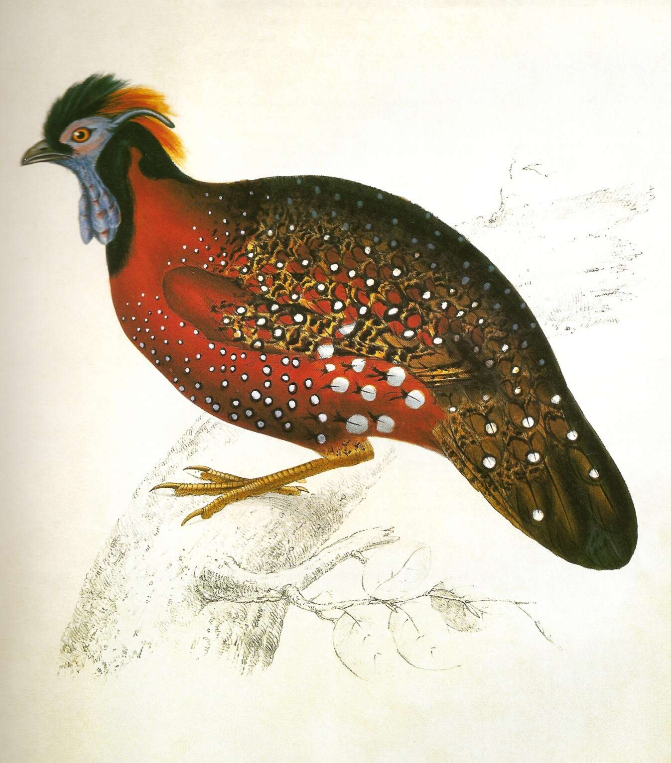 Imagem de Tragopan Cuvier 1829