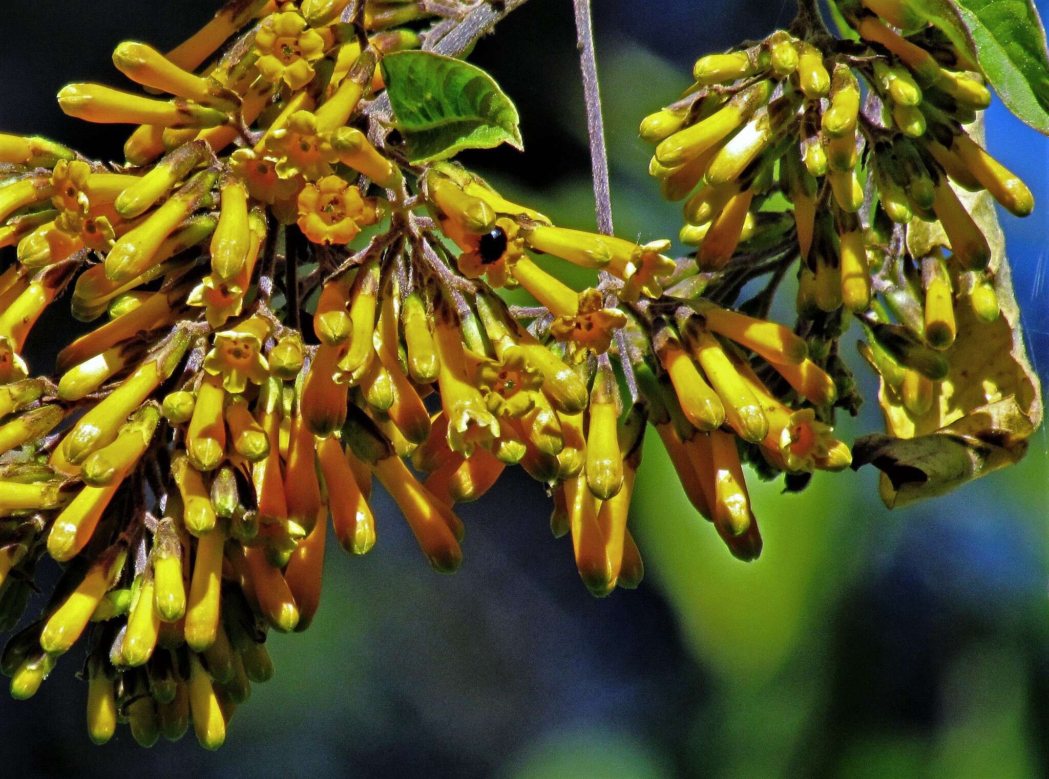 صورة Cestrum lorentzianum Griseb.