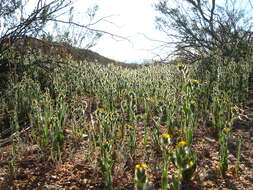 Image of bristly fiddleneck