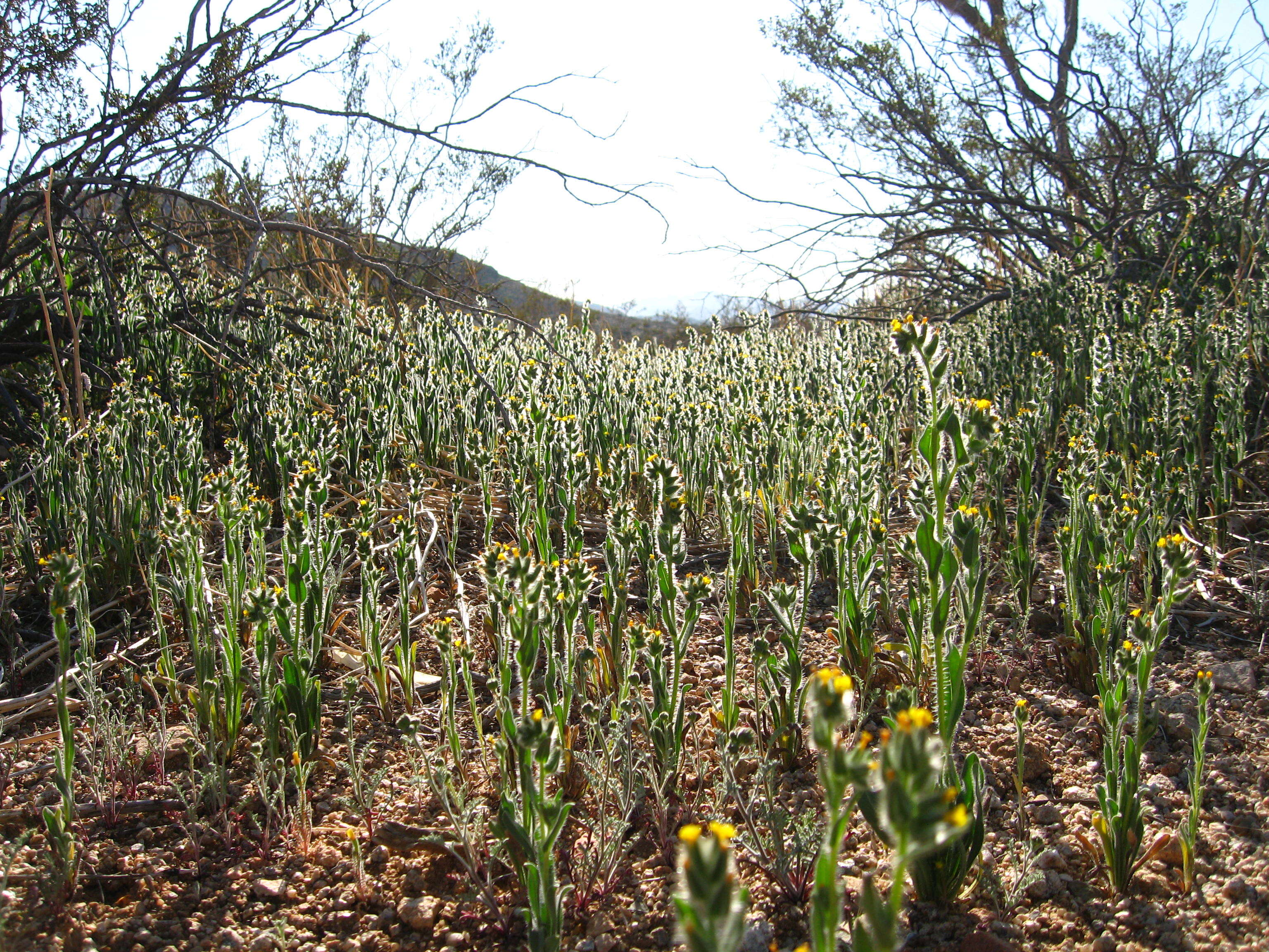 Слика од Amsinckia tessellata A. Gray