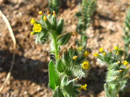 Image of bristly fiddleneck