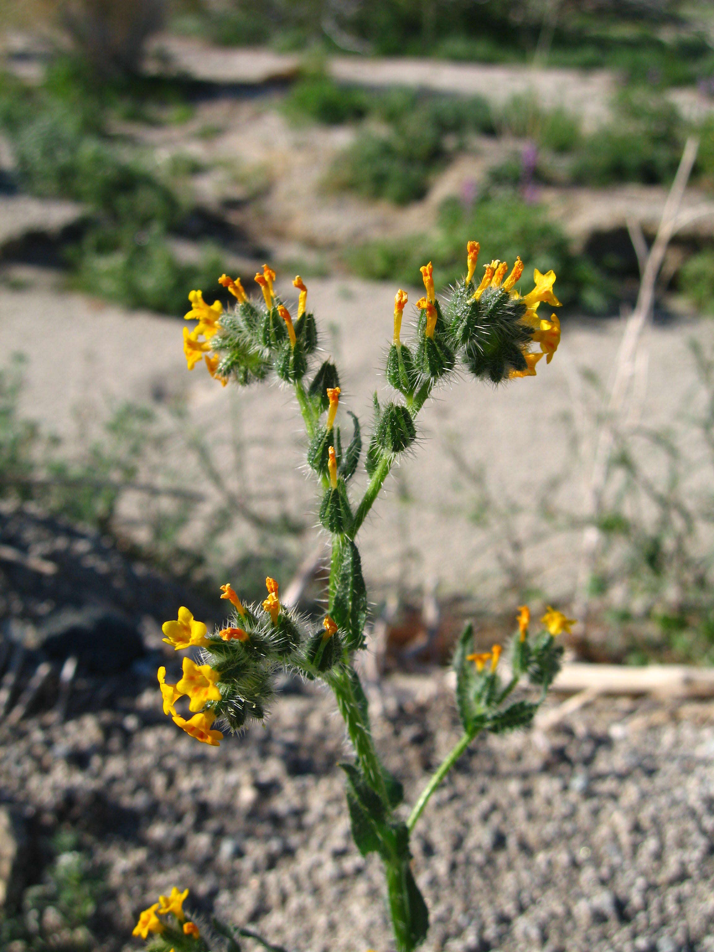 Image of bristly fiddleneck