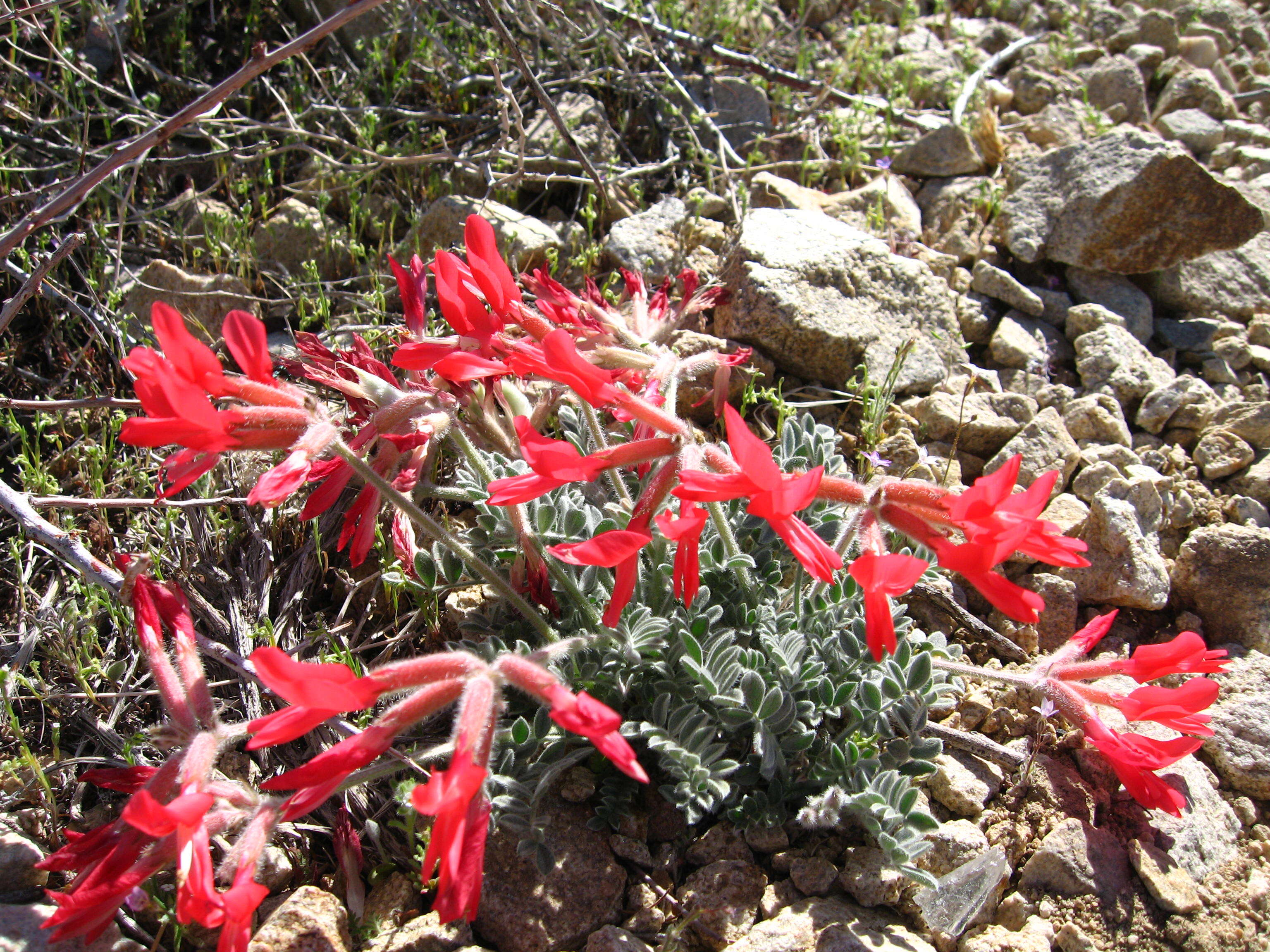 Image of scarlet milkvetch