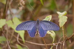 Image of Spangle Butterfly