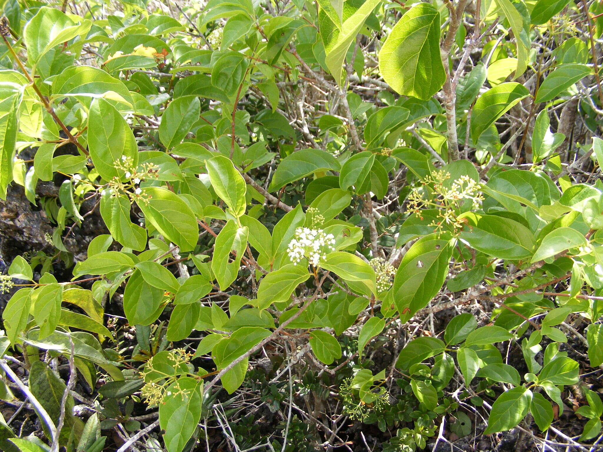 Image of Viburnum alpinum Macf.