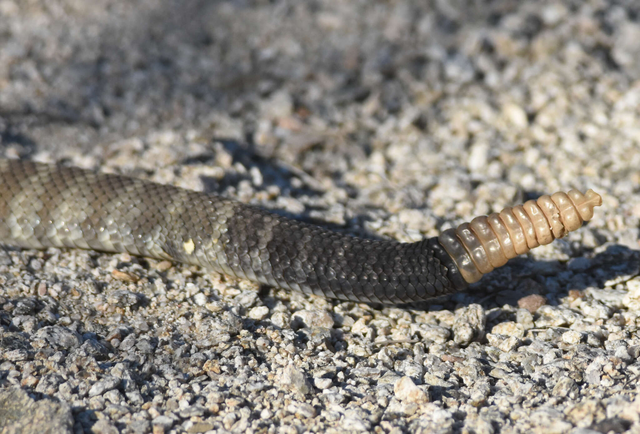 Image of Crotalus molossus molossus Baird & Girard 1853