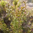 Sivun Leptospermum micromyrtus Miq. kuva