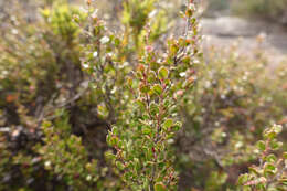 Sivun Leptospermum micromyrtus Miq. kuva