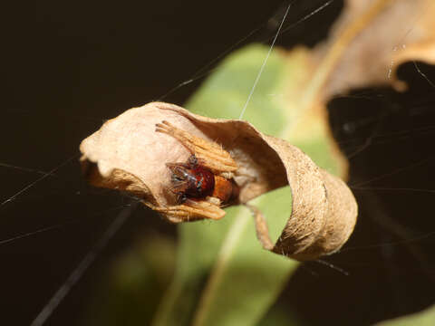 Image of Oxyopes flavipalpis (Lucas 1858)