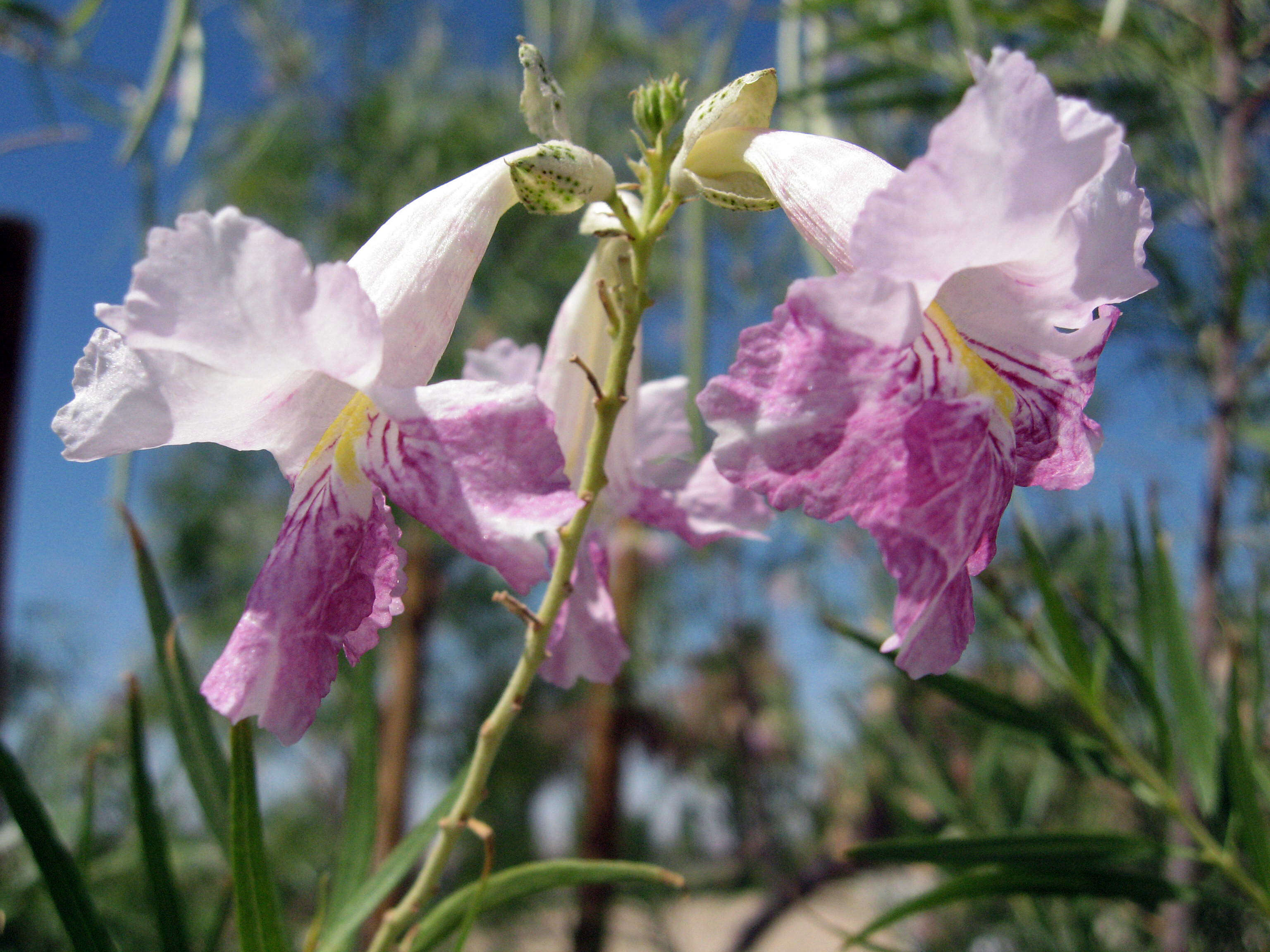 Image of desert willow