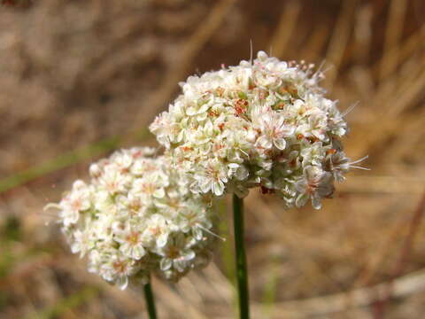 Imagem de Eriogonum fasciculatum Benth.