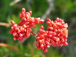 Imagem de Eriogonum fasciculatum Benth.