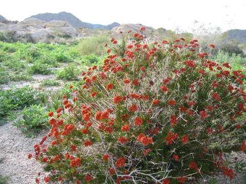 Imagem de Eriogonum fasciculatum Benth.