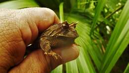 Image of Boie's Frog