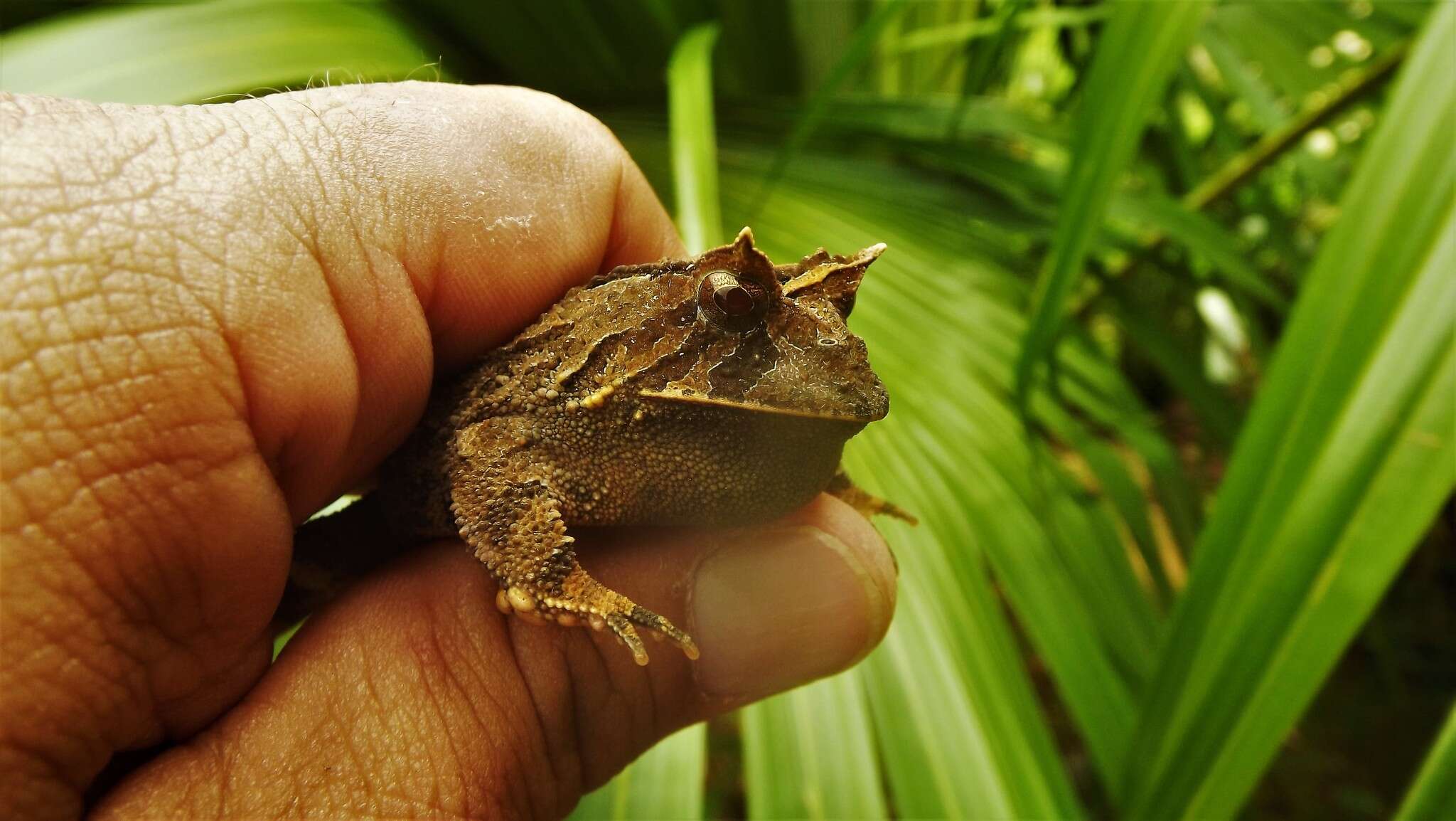 Image of Boie's Frog