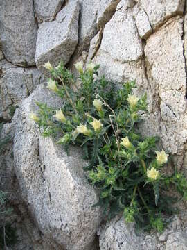 Image of desert stingbush