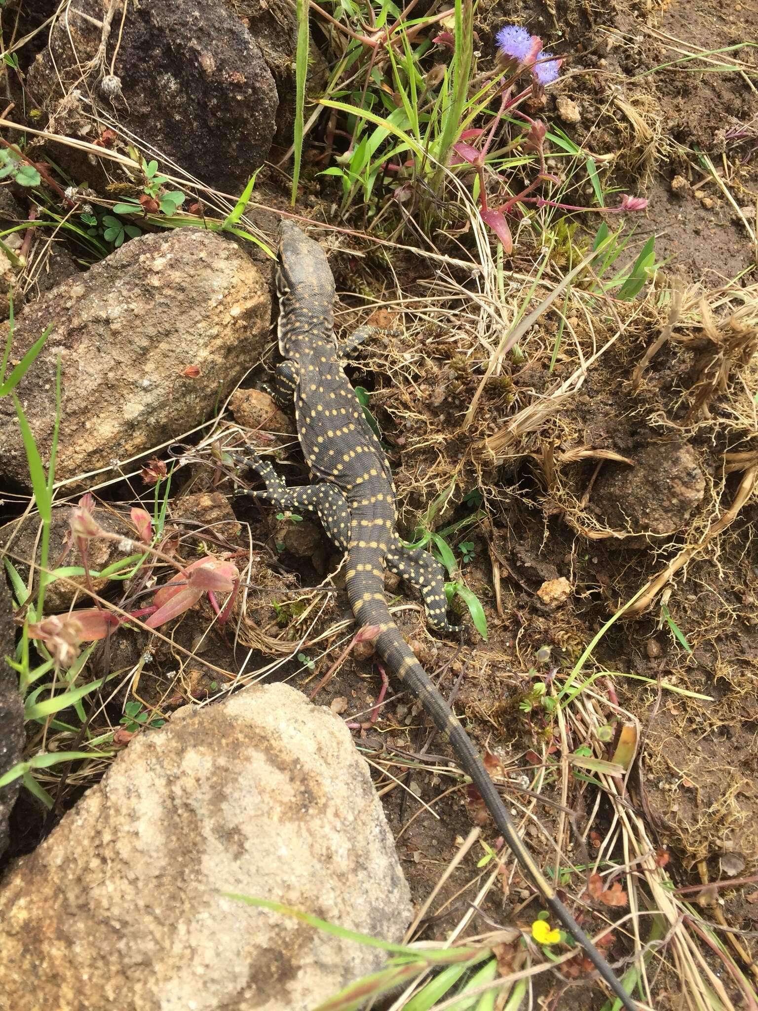 Image of Bengal Monitor Lizard