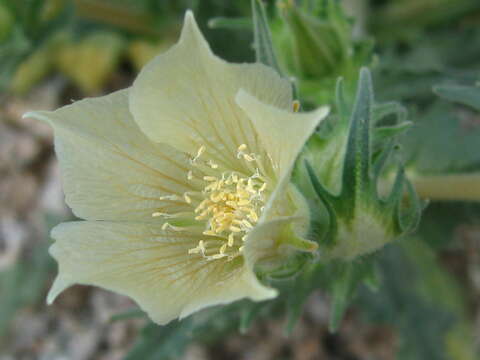 Image of desert stingbush