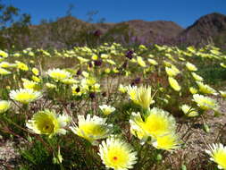 Image of smooth desertdandelion