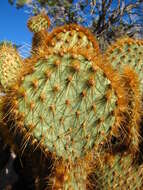 Image of Dollar-joint Prickly-pear