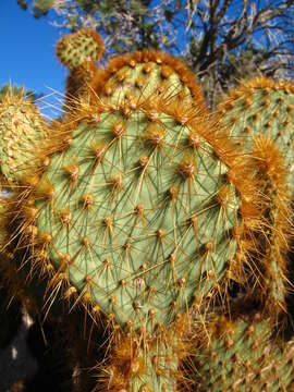 Image of Dollar-joint Prickly-pear