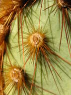 Image of Dollar-joint Prickly-pear