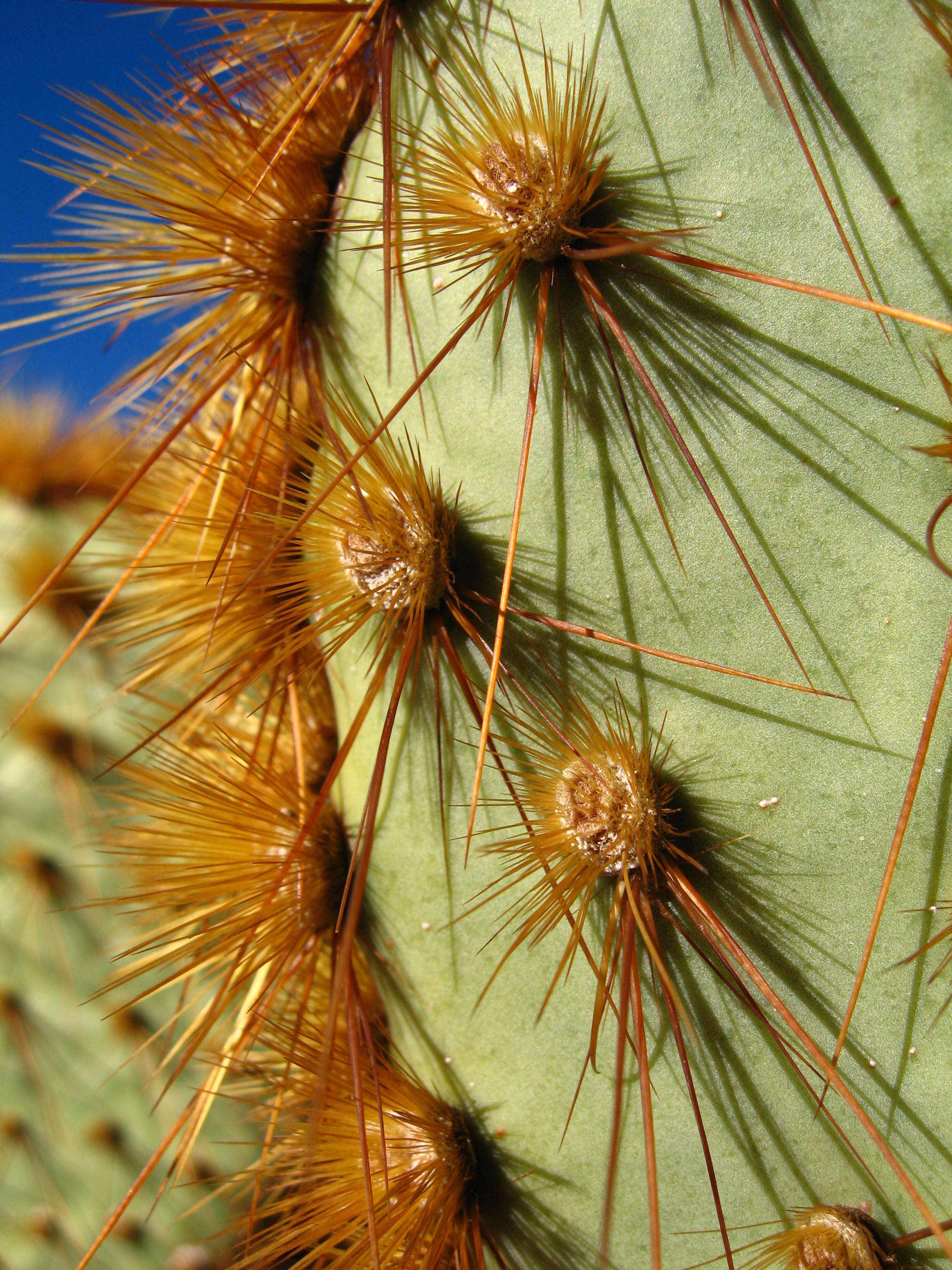 Image of Dollar-joint Prickly-pear