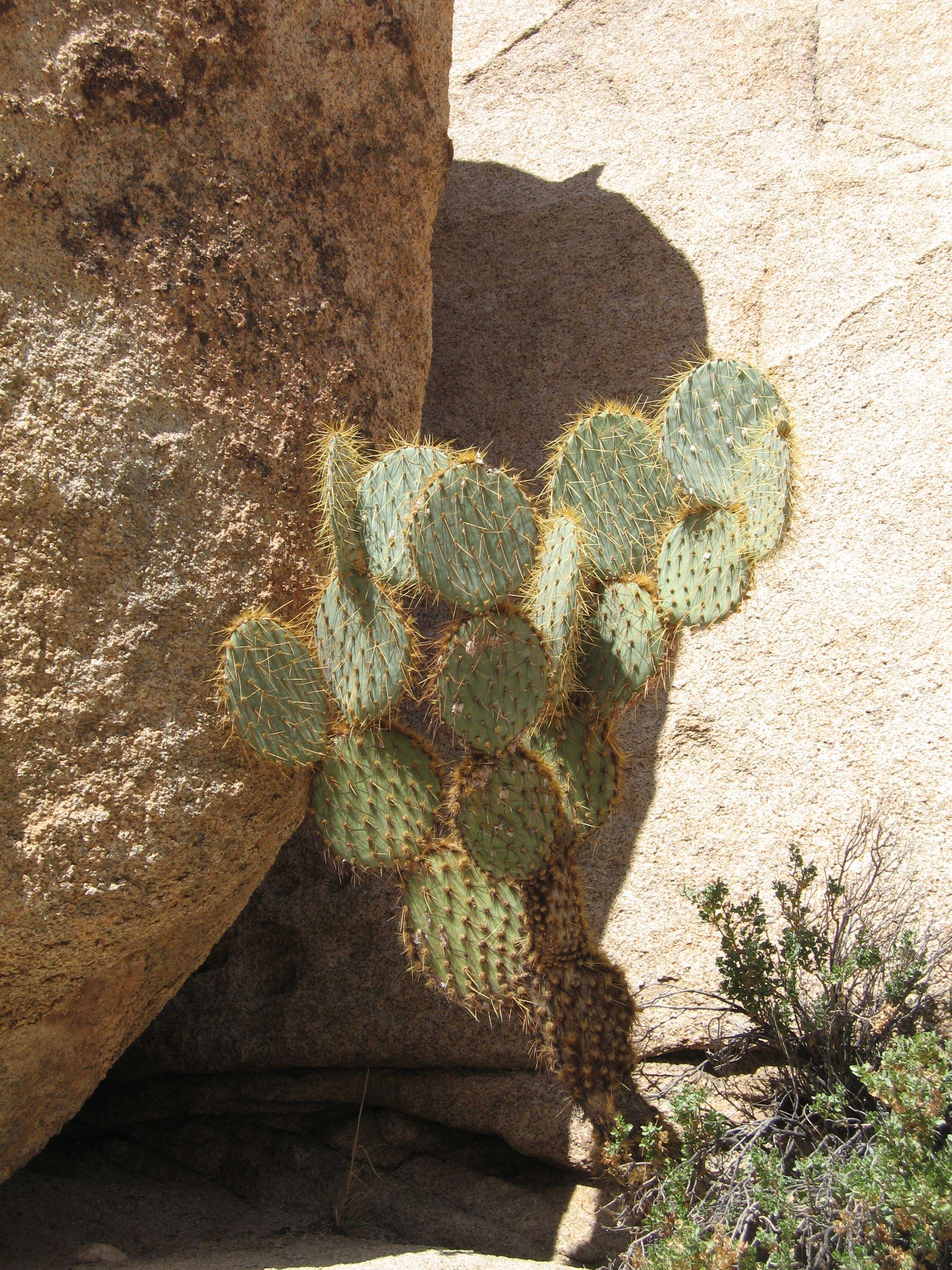 Image of Dollar-joint Prickly-pear